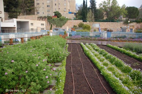 green roofs israel